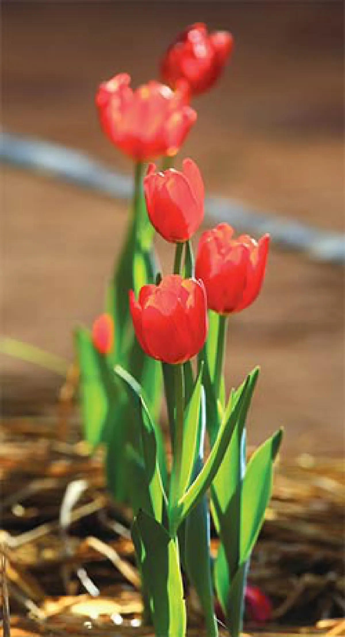 เมื่อทิวลิปบาน...ทั่วไทย
