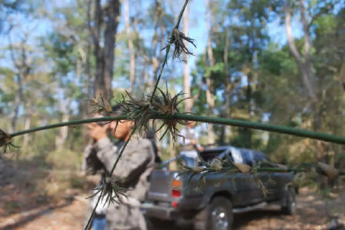 ผวาไผ่ออกดอกตายขุยหวั่นไฟป่ารุนแรง