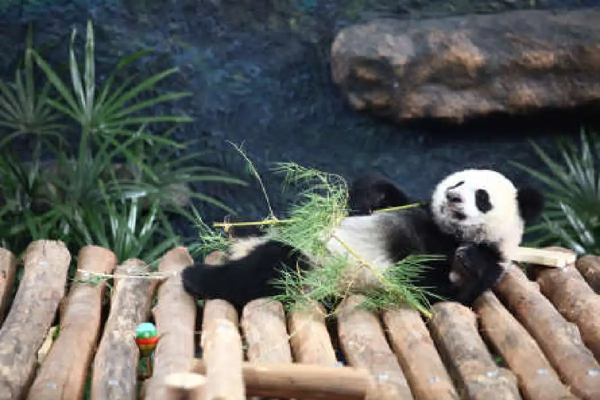 ลุ้นจีนต่อสัญญาหลินปิงอยู่ไทยอีก2ปีก.พ.นี้