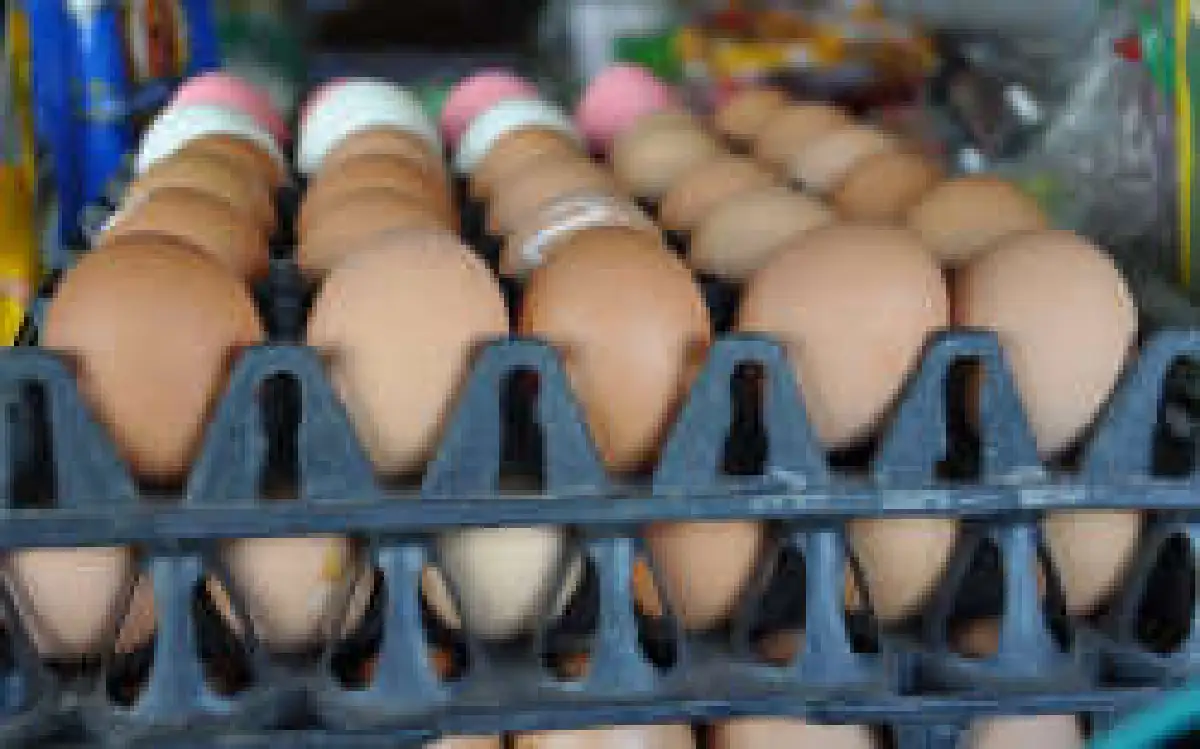 ไข่ไก่โคราชขยับเบอร์ละ 10 สตางค์