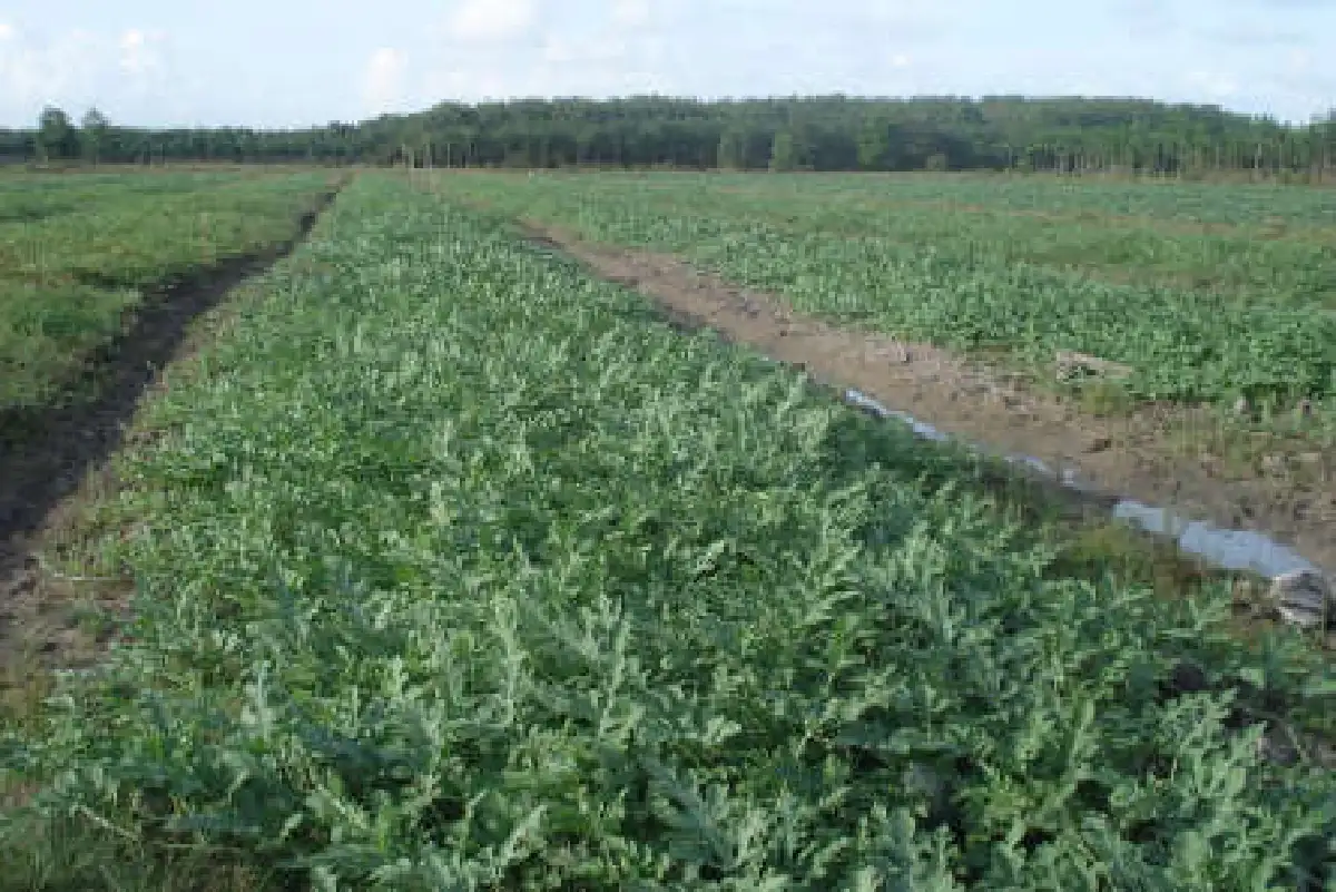 พลิกวิกฤตแล้ง-ปลูกแตงโมขายไร่ละ6หมื่นบ.