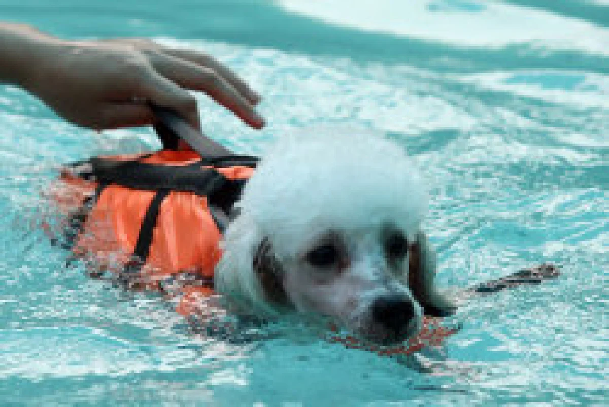 โชคดีที่ได้เกิดเป็นหมา(เทวดา)ของดีเจเคนโด้