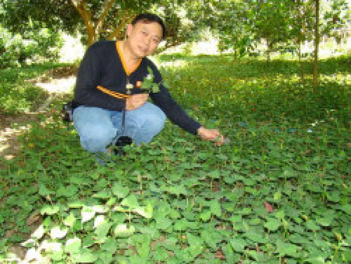 ทำความรู้จักสมุนไพรไทยพื้นบ้าน...พลูคาว