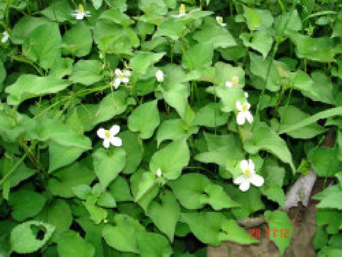 ทำความรู้จักสมุนไพรไทยพื้นบ้าน...พลูคาว