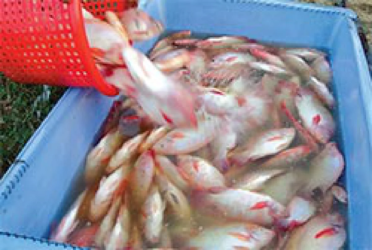 ปลานิล-กุ้งก้ามกรามซีพี เลี้ยงง่าย โตไว ราคาดี