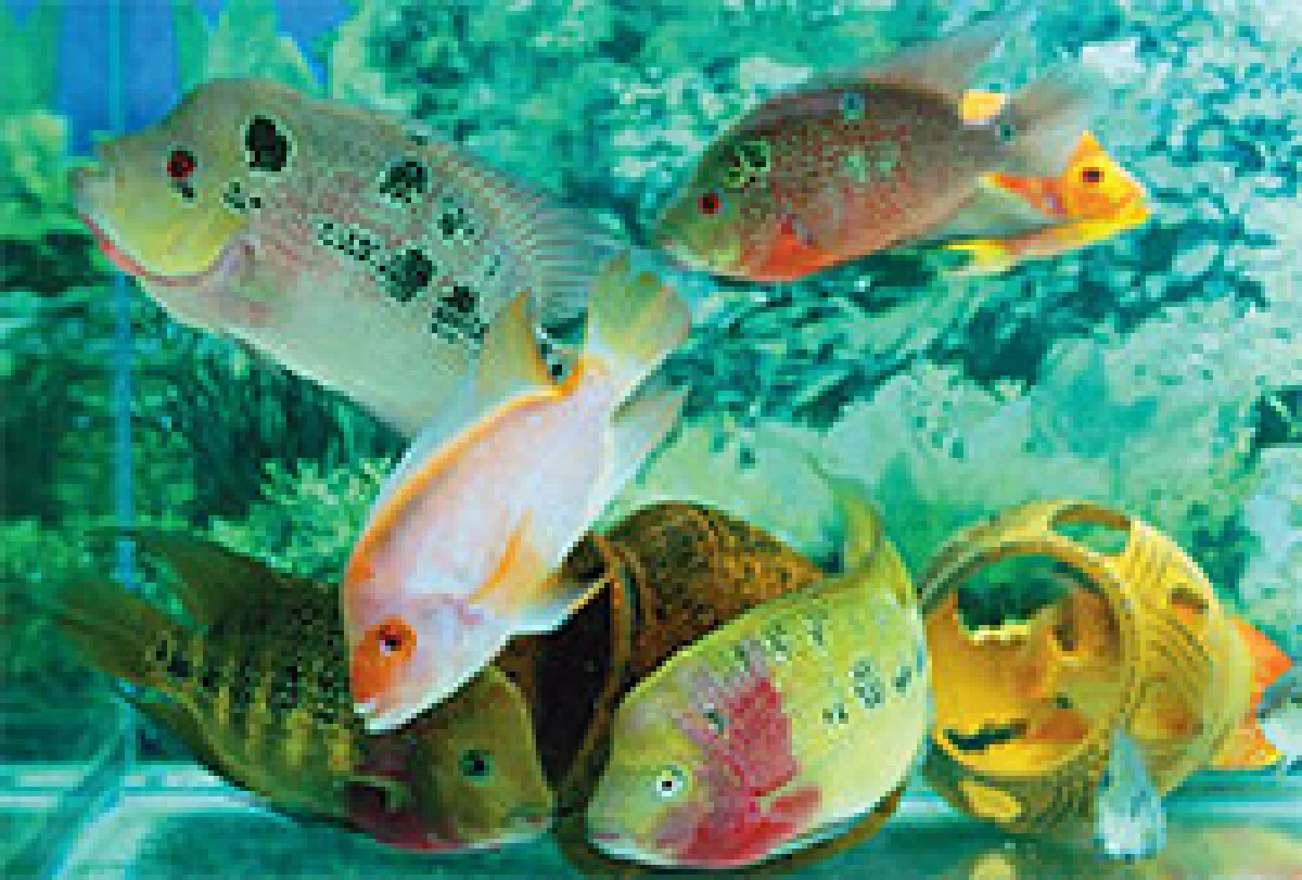 เอิร์ธ หนุ่มเฮี้ยวกับปลาหมอสี(ที่เขาว่า)น่ารัก