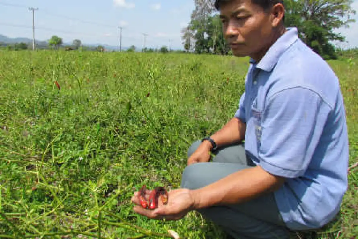 เกษตรกรกุมขมับอากาศแปรปรวนทำสวนพริกเสียหาย