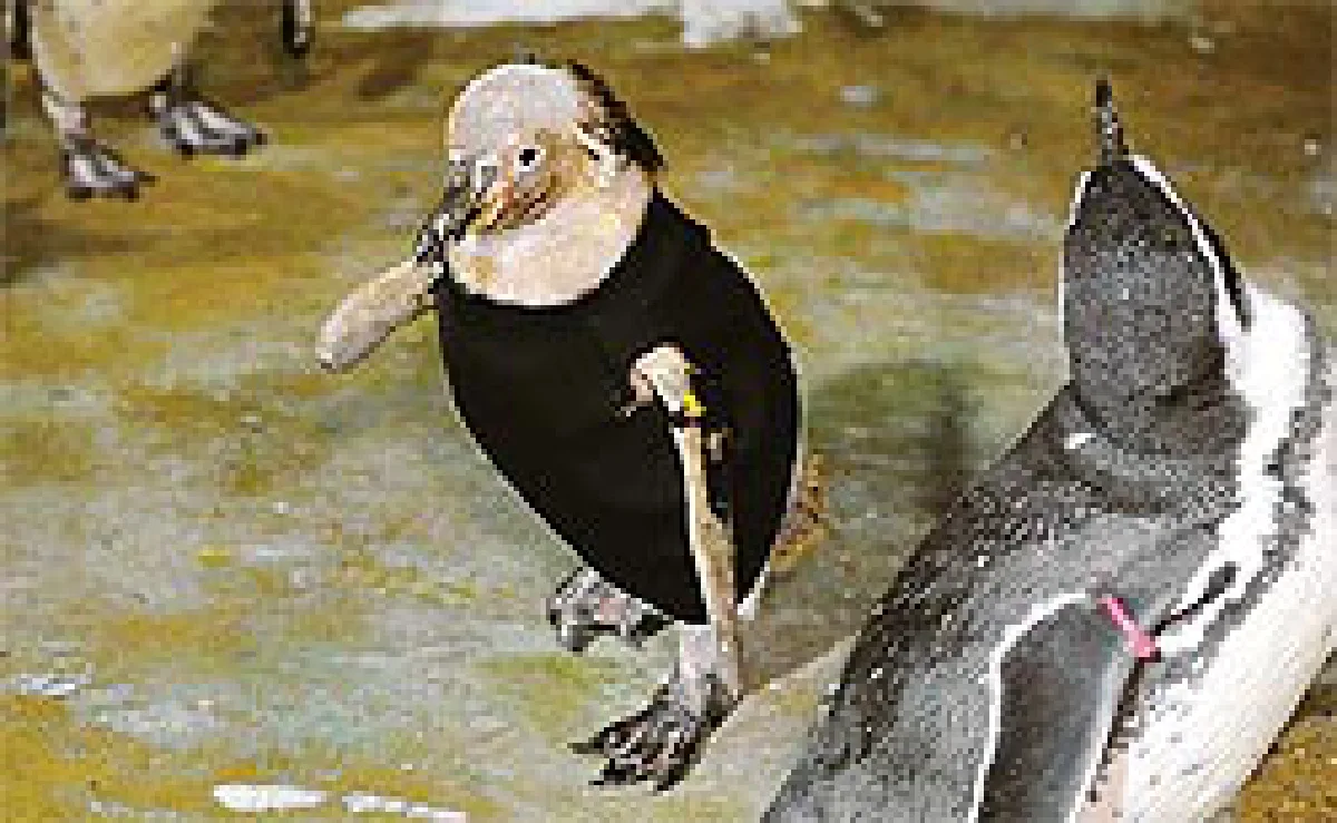 แผนลับนาซีไส้กรอกพิฆาตมะกัน