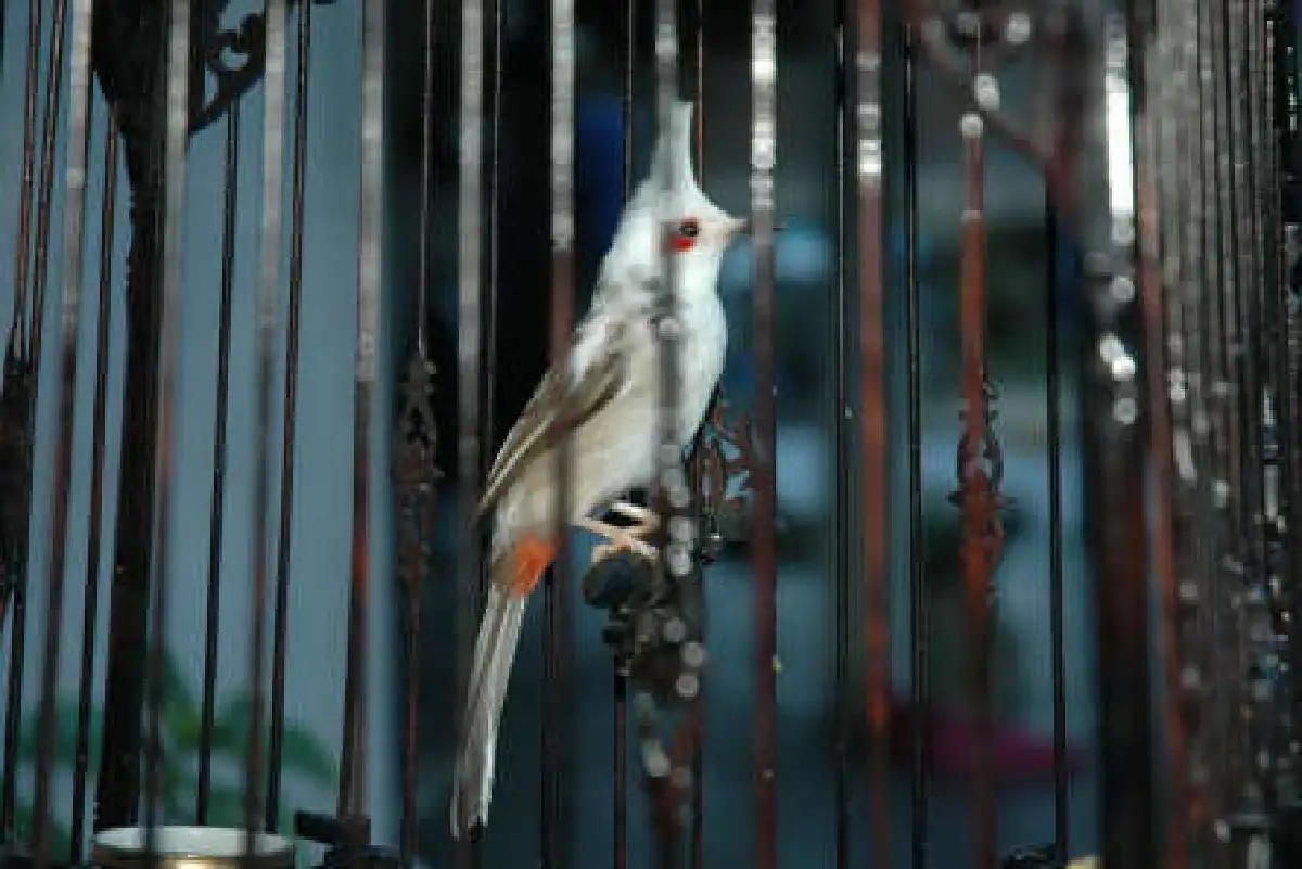 ฮือฮาพบนกกรงหัวจุกเผือกราคา4 แสน