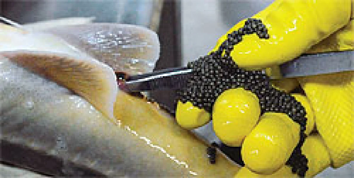 คาเวียร์ใหม่จากรัศเซีย