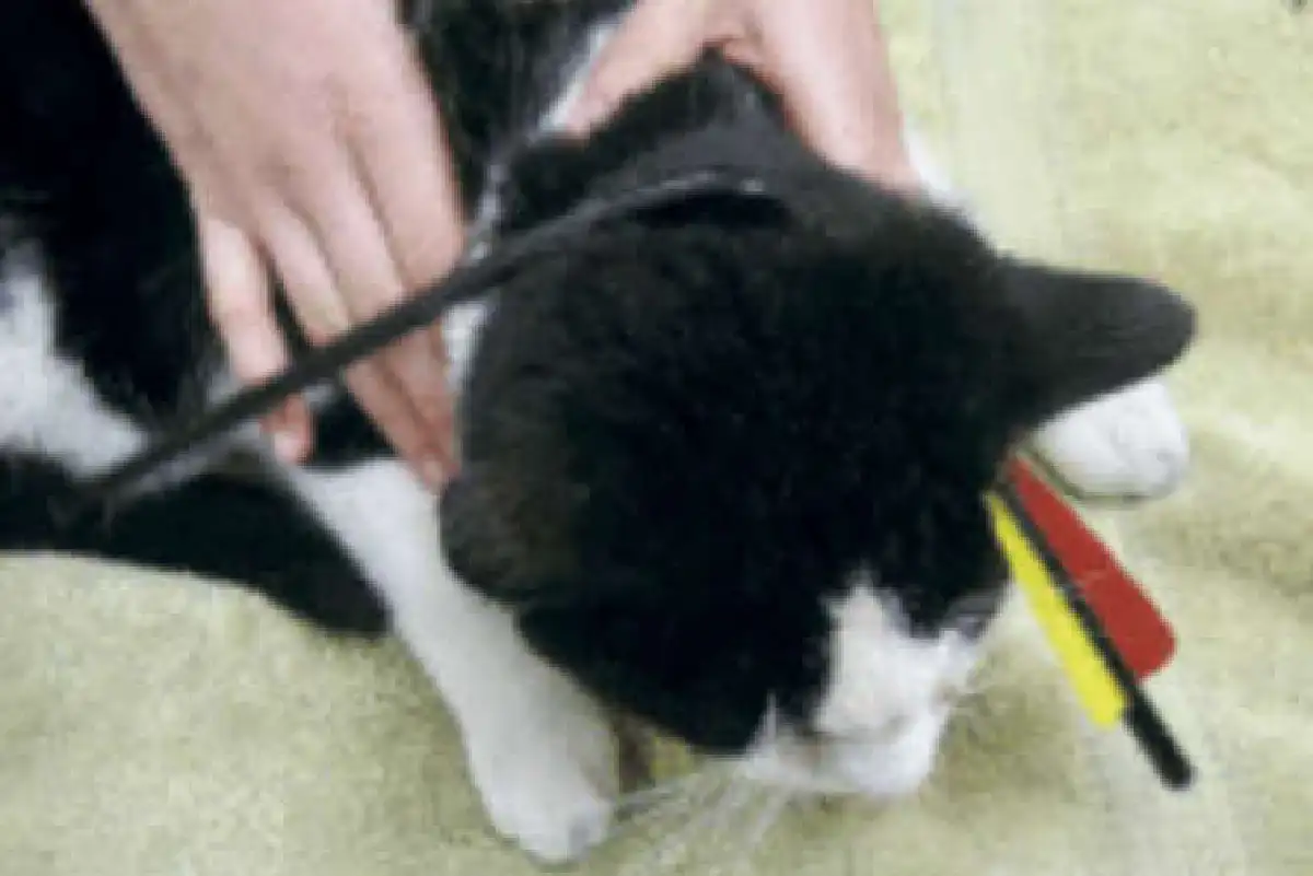 แมวอึดเจอธนูยิงปักทะลุหัวแต่รอดชีวิต