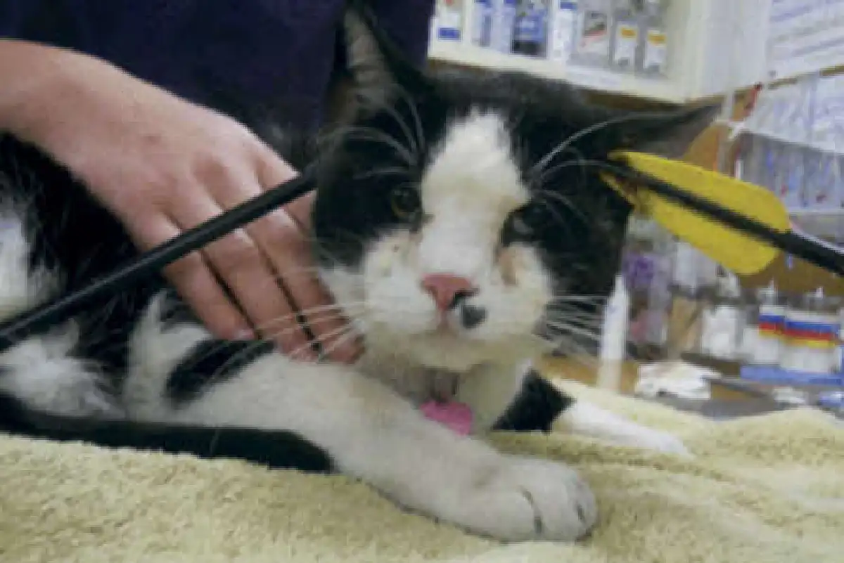 แมวอึดเจอธนูยิงปักทะลุหัวแต่รอดชีวิต