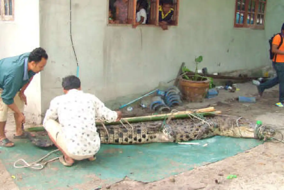 รุมจับจระเข้หลุดจากสวนสัตว์นครฯยาวกว่า4เมตร