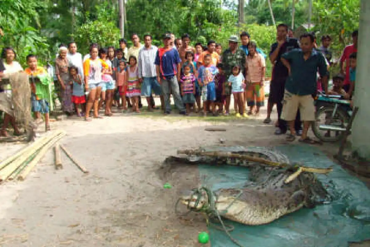 รุมจับจระเข้หลุดจากสวนสัตว์นครฯยาวกว่า4เมตร