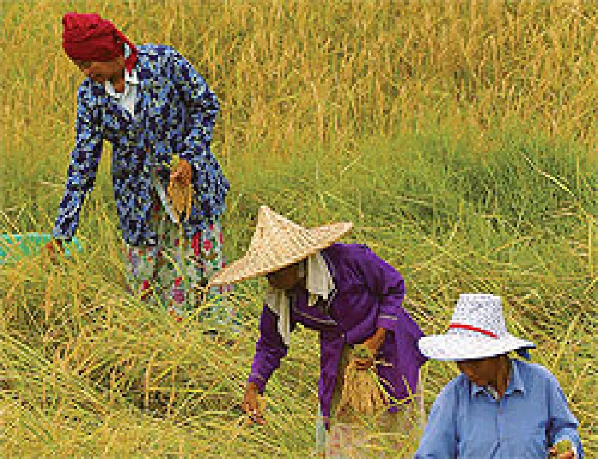 ภาพปัจจุบันการเกษตรไทย