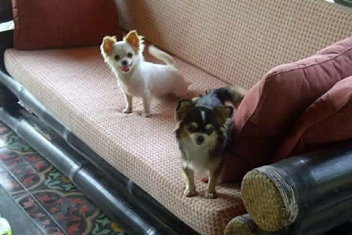 แอรอนนา โทณะวณิก กับสี่ขาแสนรัก