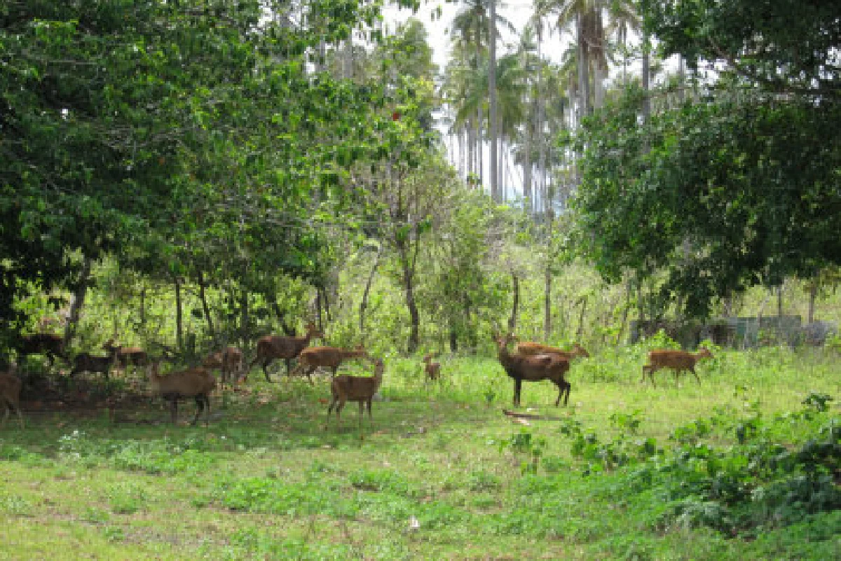 เกาะกูด เกาะหมาก 2 เกาะที่ยังน่าค้นหา