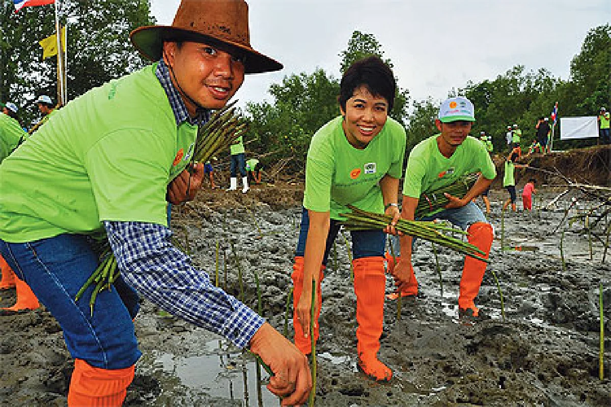 ซีพีเอฟ ชวนคนไทยปลูกป่าชายเลน