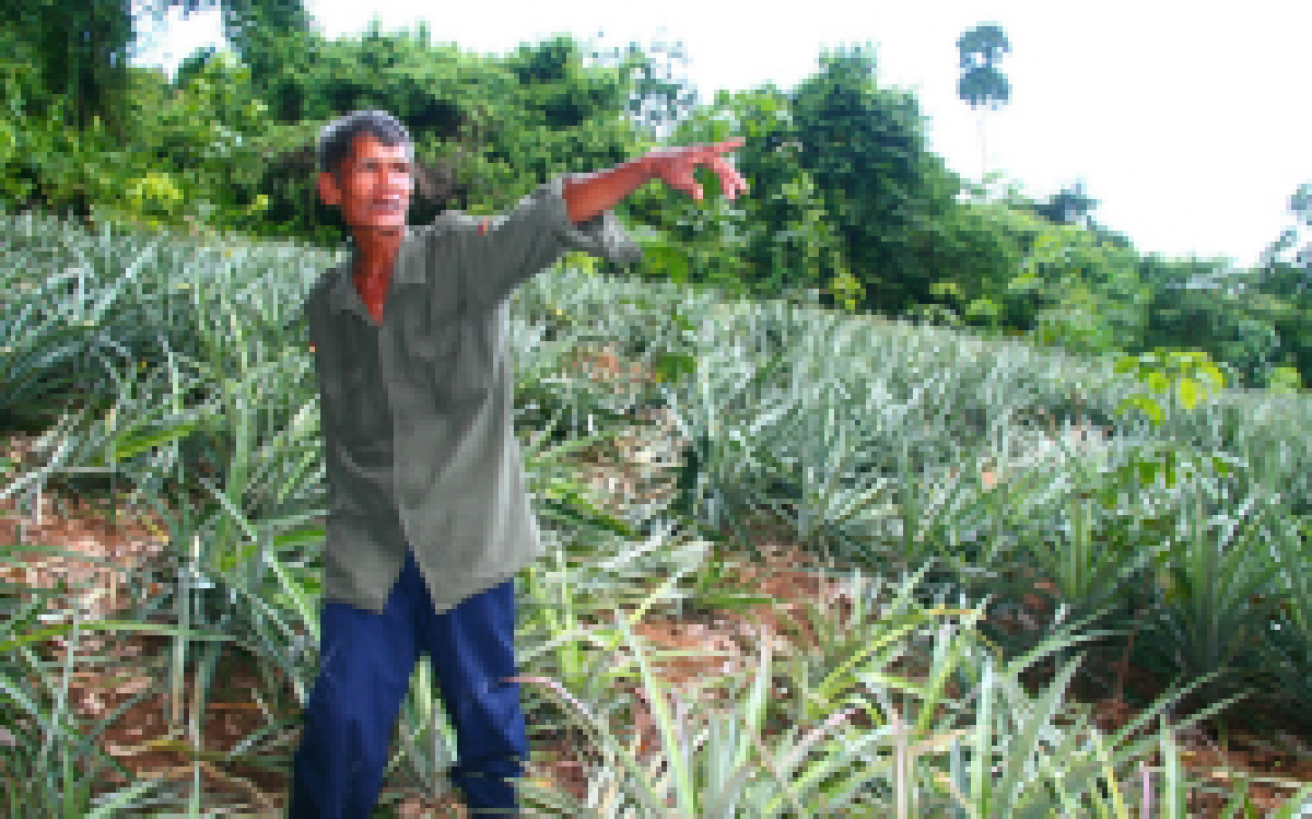 โขลงช้างป่าบุกยึดสวนพังกว่า100ไร่