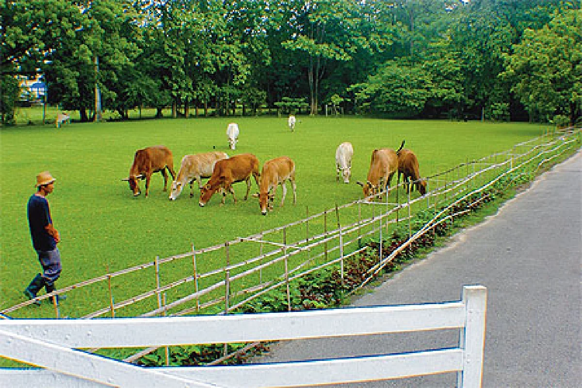 น้ำมะเกี๋ยง ของดีเชียงใหม่ ชื่นใจ้ชื่นใจ