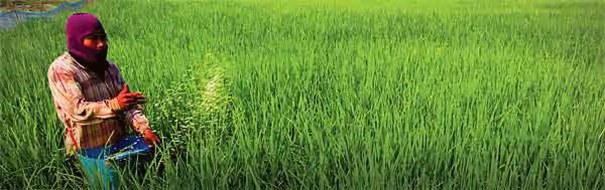 rice farmer