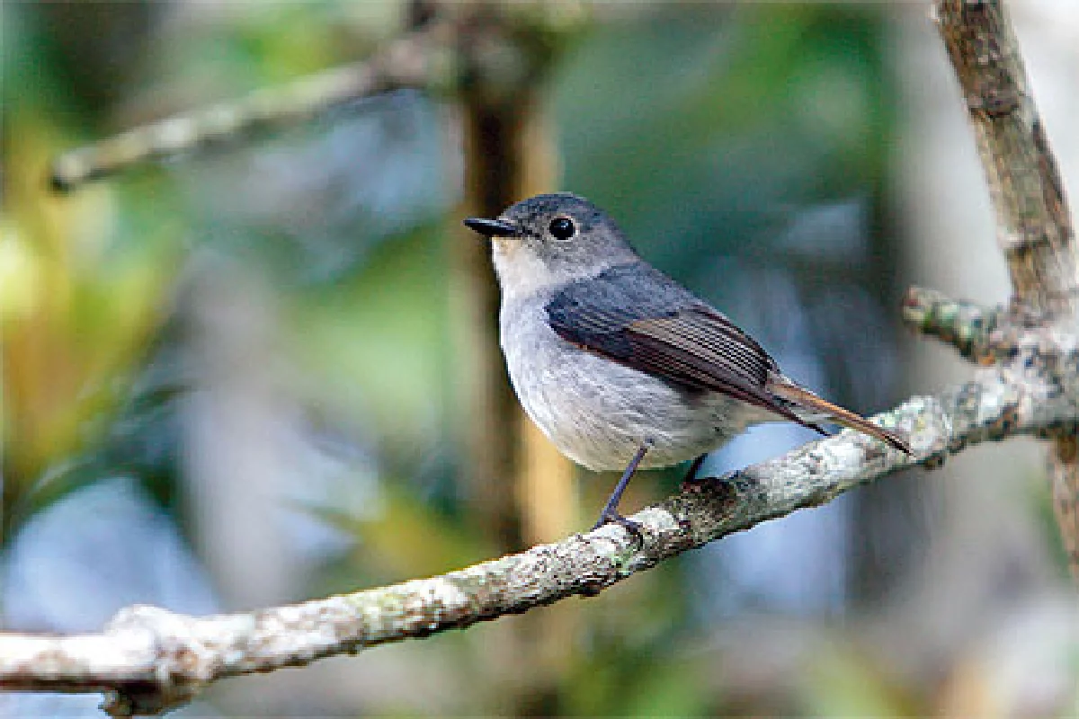 หลงเสน่ห์ เฟรเซอร์ฮิลล์