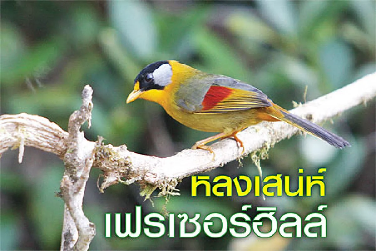 หลงเสน่ห์ เฟรเซอร์ฮิลล์