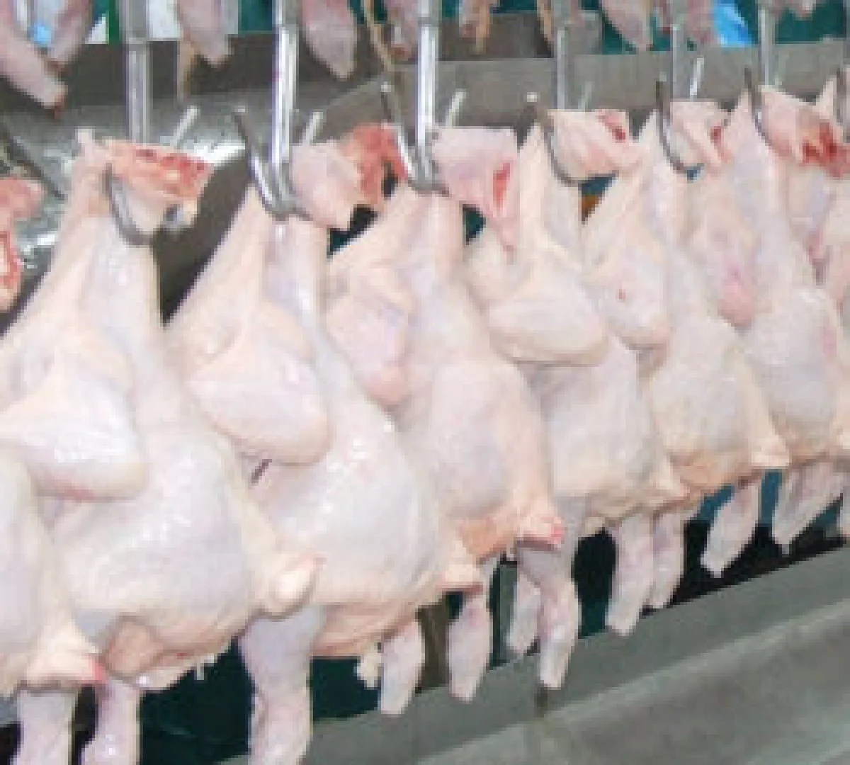 อย.สอบไก่ฉีดฟอร์มาลีนเกลื่อนโคราช