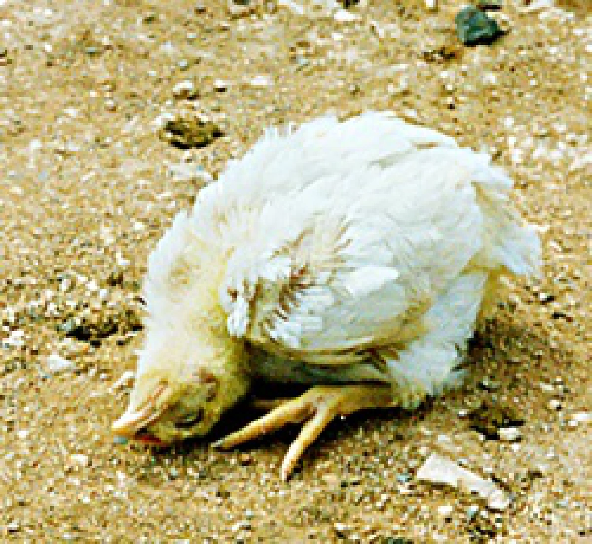 Newcastle's chicken twisted neck