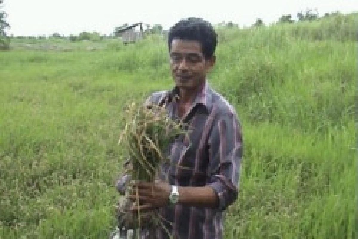 ชาวนาพัทลุงเจอโรคระบาดข้าว