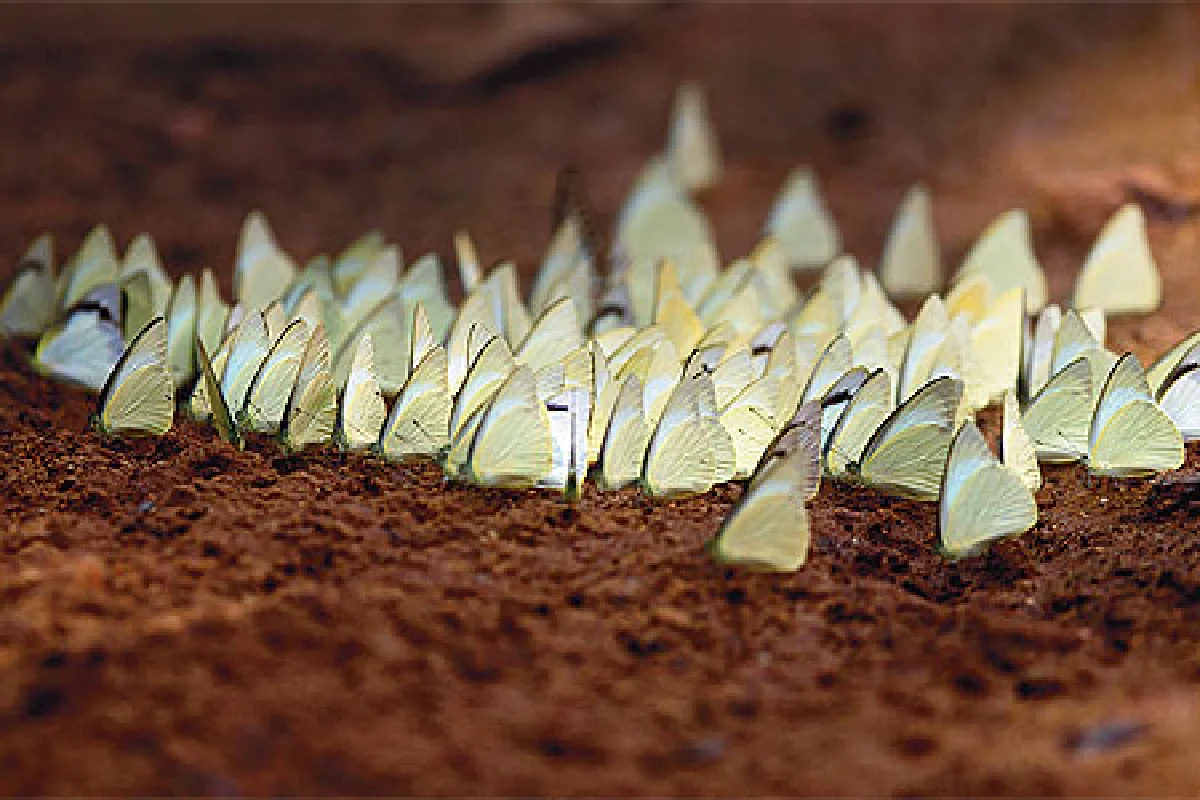 บทเพลงผีเสื้อ