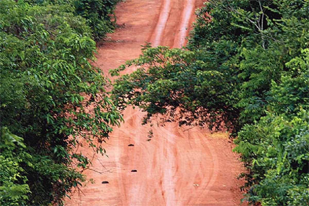 บทเพลงผีเสื้อ