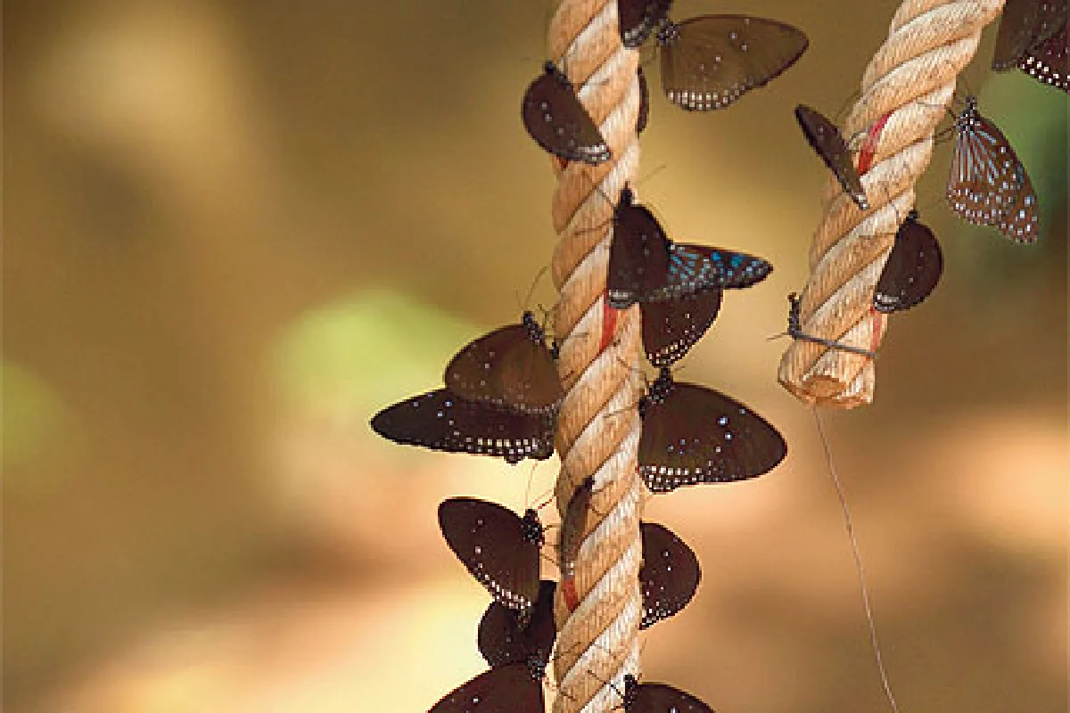 บทเพลงผีเสื้อ