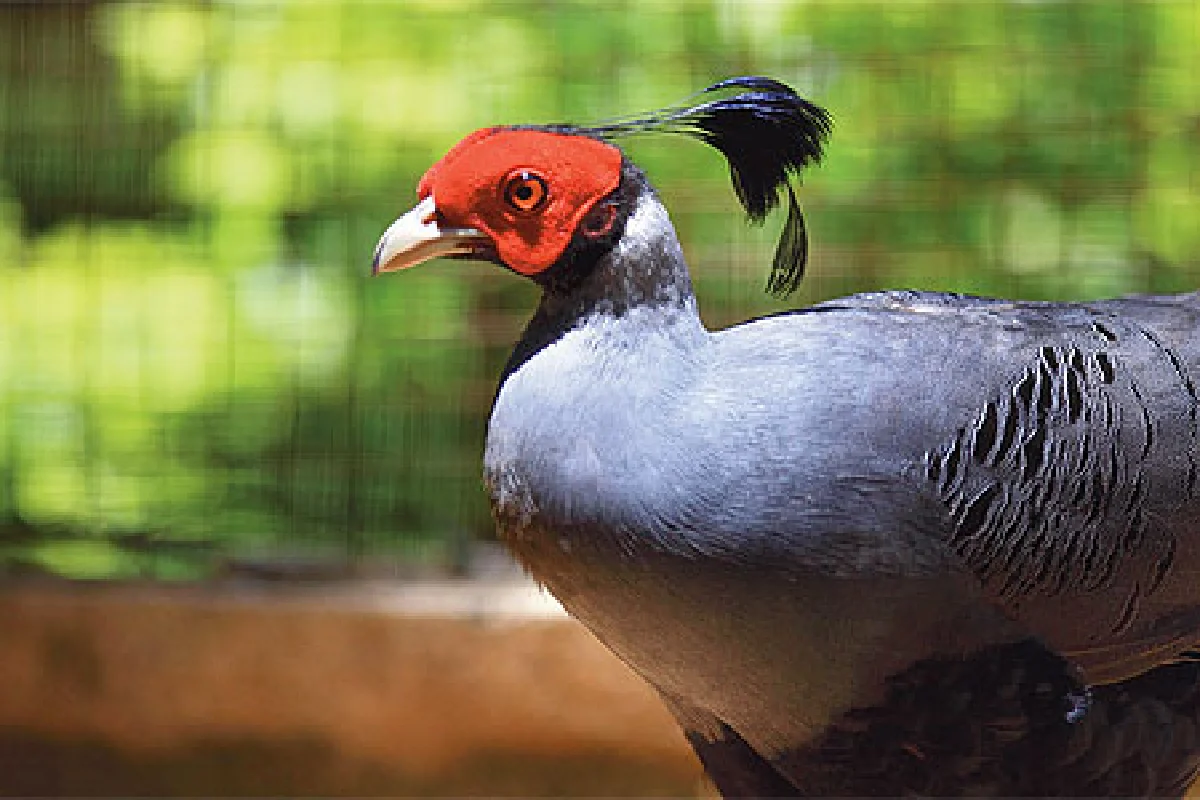 บทเพลงผีเสื้อ