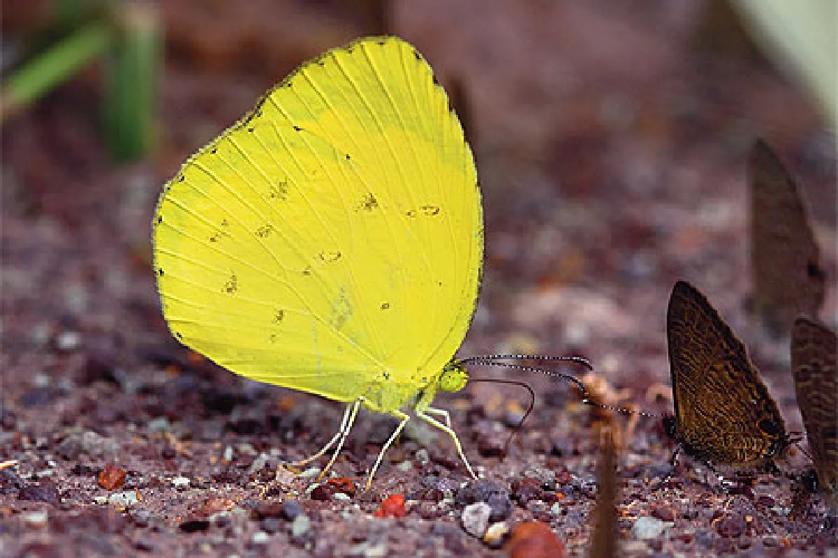 บทเพลงผีเสื้อ