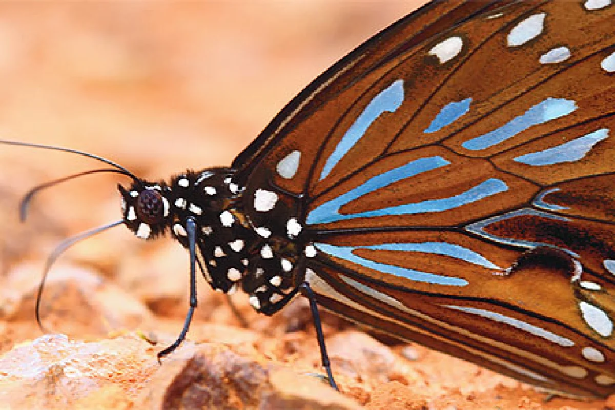 บทเพลงผีเสื้อ