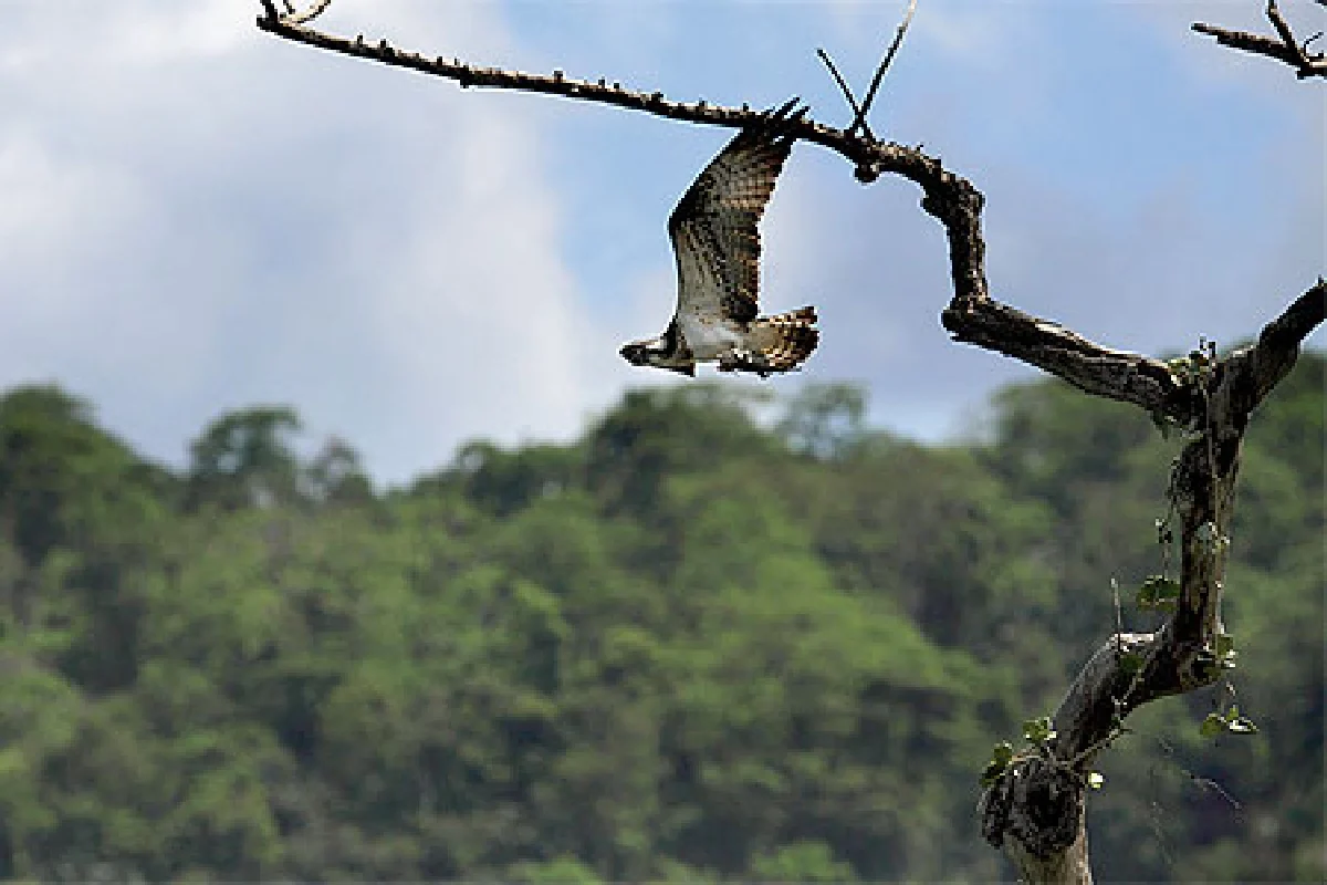 บทเพลงผีเสื้อ