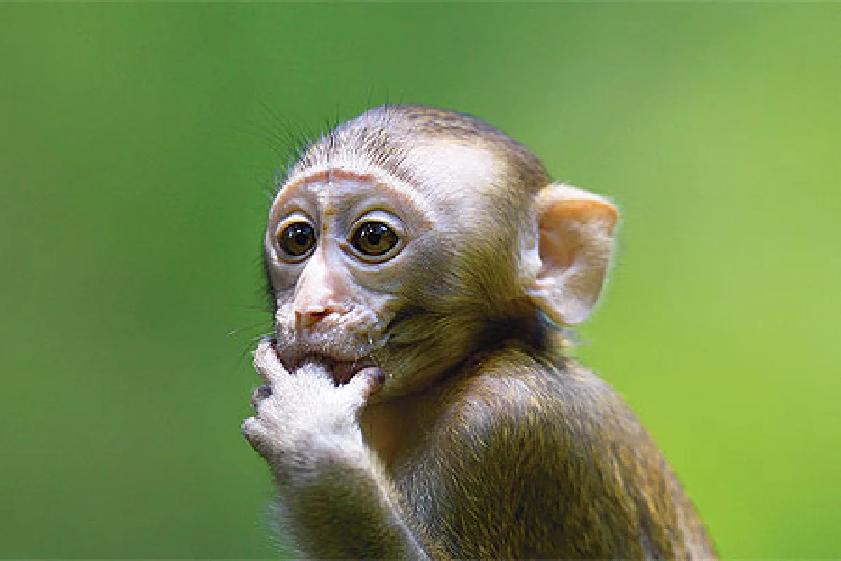 บทเพลงผีเสื้อ