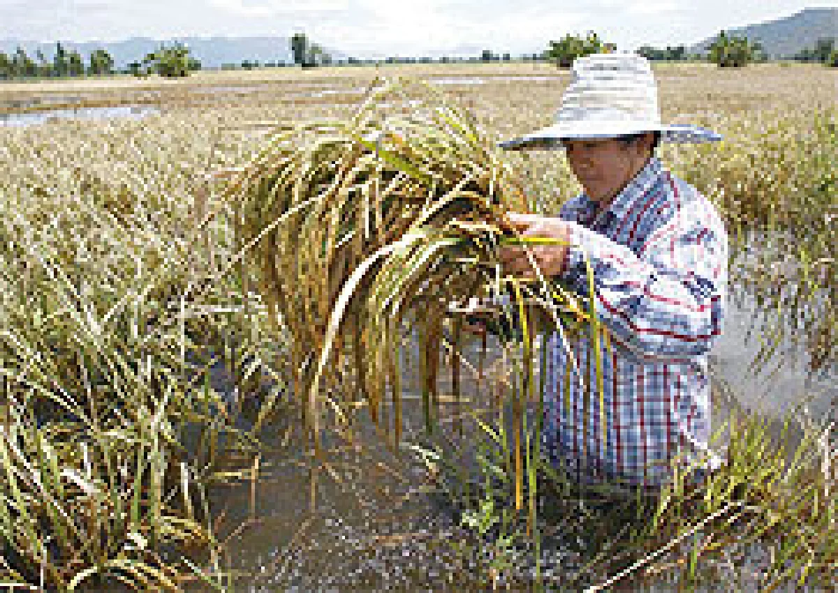 วิธีซื้อ-เคลมประกันภัยข้าวนาปี