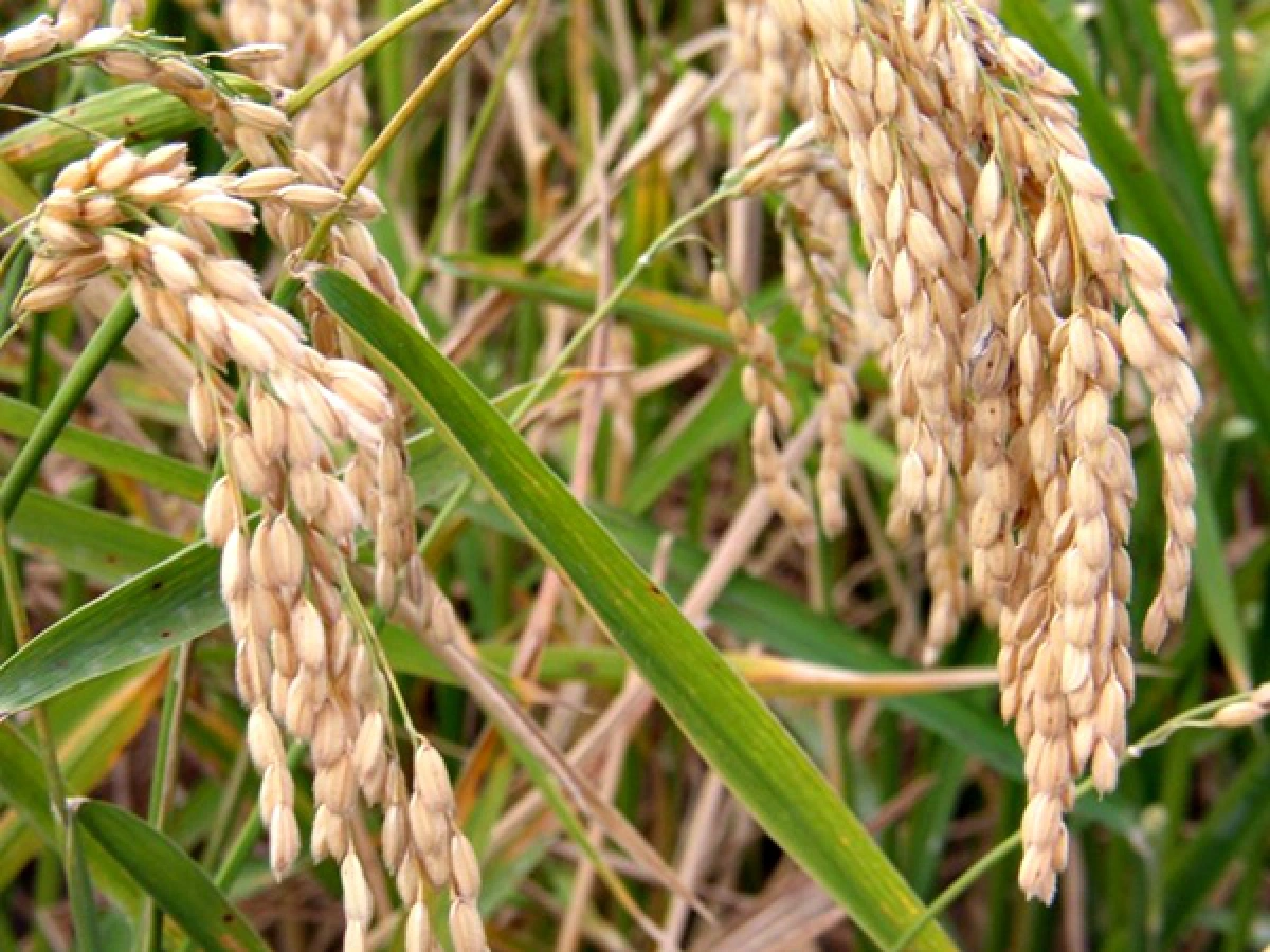rice stocks