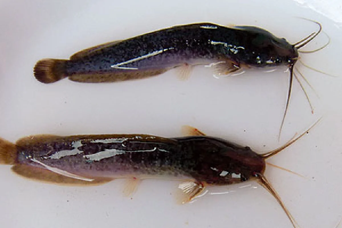 เลี้ยงปลาตุ้ม รายได้งาม อาชีพธรรมดา ที่ไม่ธรรมดา