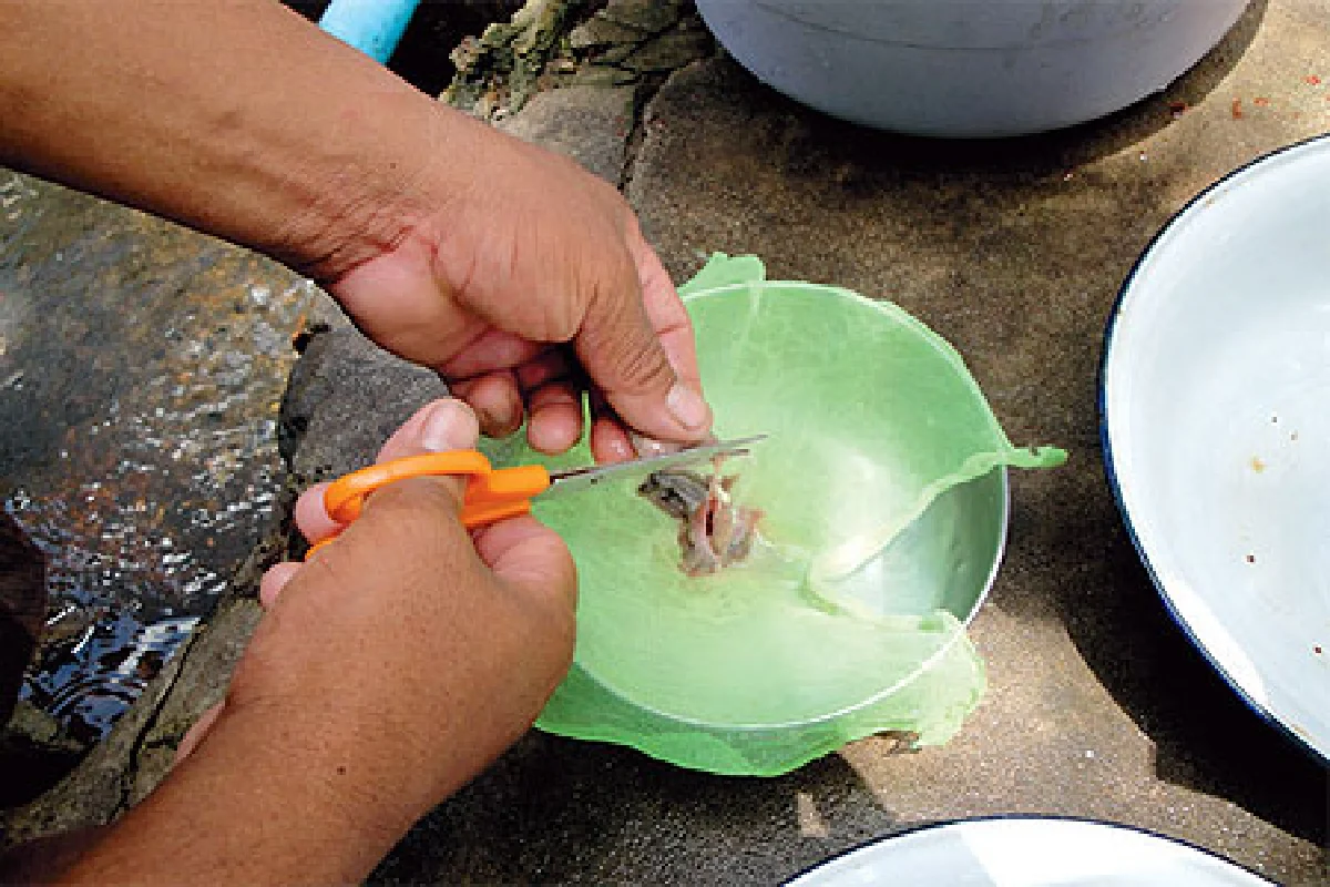 เลี้ยงปลาตุ้ม รายได้งาม อาชีพธรรมดา ที่ไม่ธรรมดา