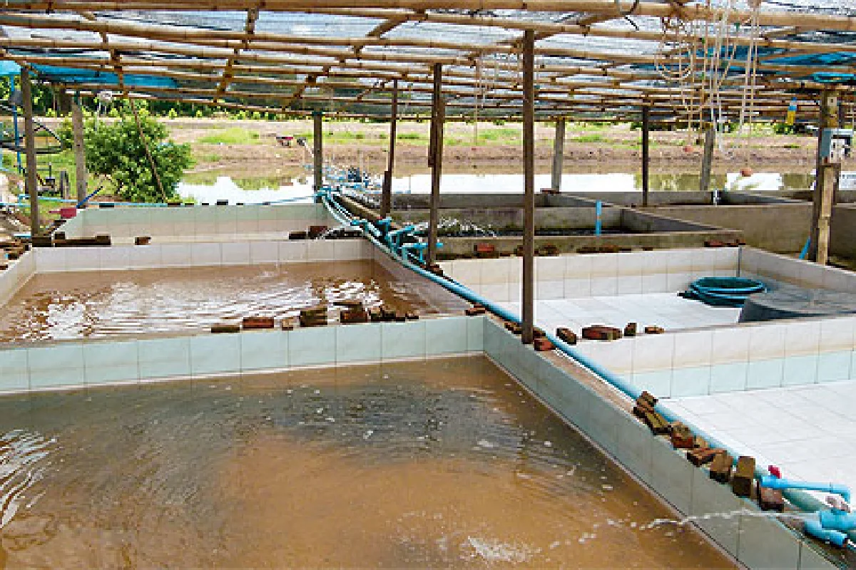 เลี้ยงปลาตุ้ม รายได้งาม อาชีพธรรมดา ที่ไม่ธรรมดา