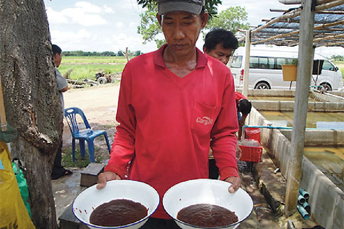 เลี้ยงปลาตุ้ม รายได้งาม อาชีพธรรมดา ที่ไม่ธรรมดา