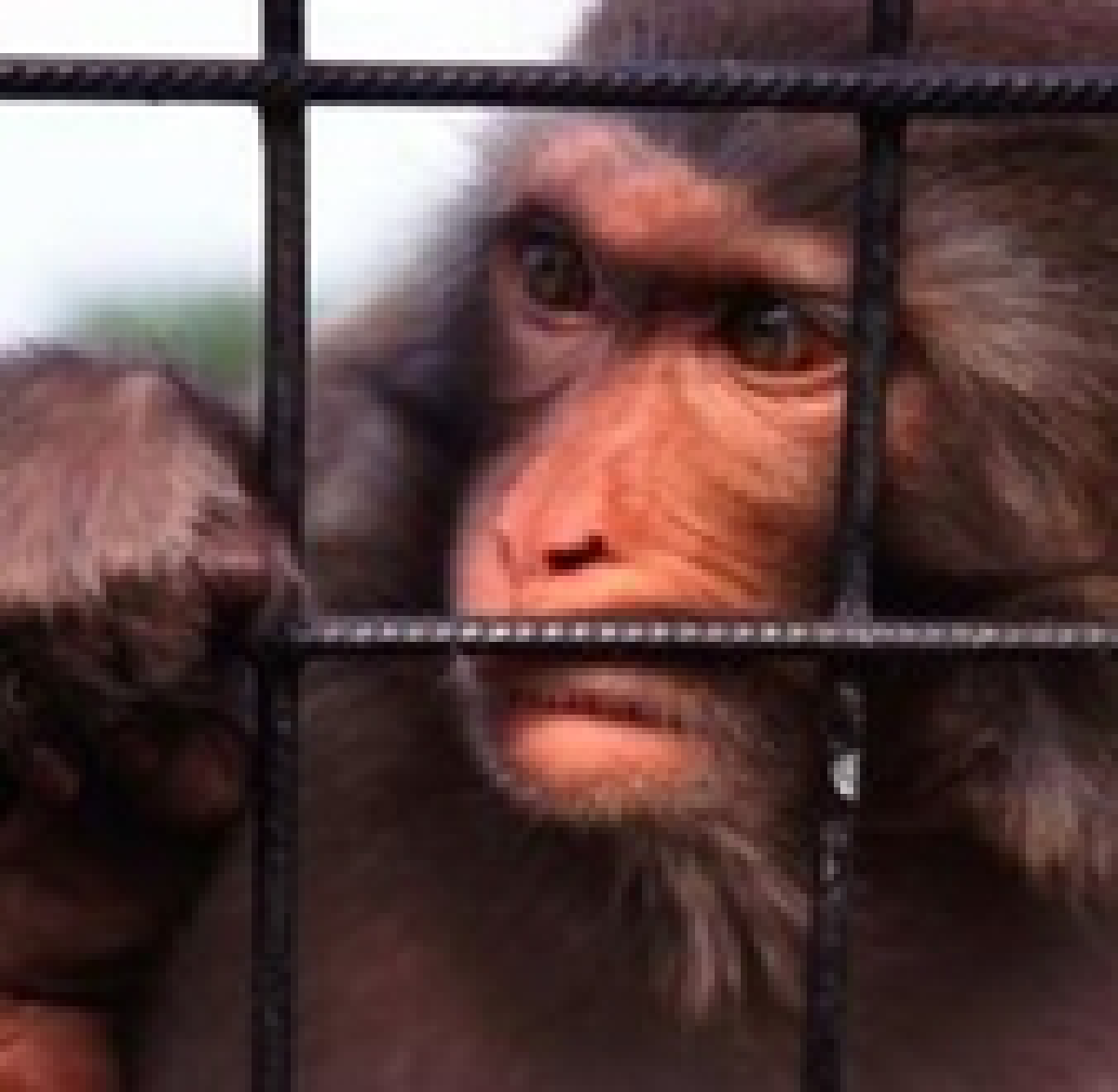 captivity