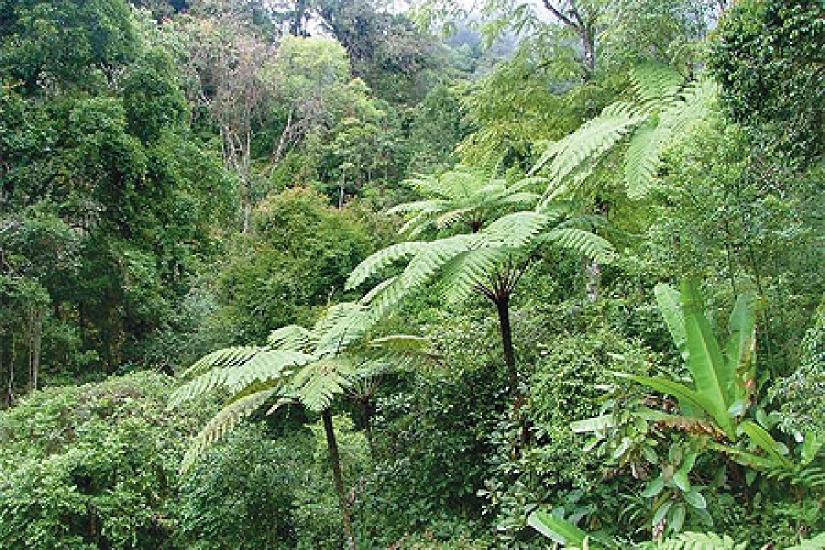 สุดยอดป่าดิบชื้นของโลก