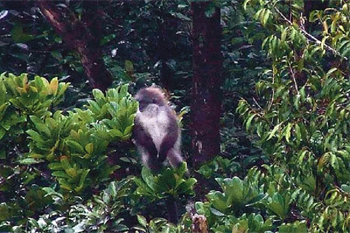 สุดยอดป่าดิบชื้นของโลก