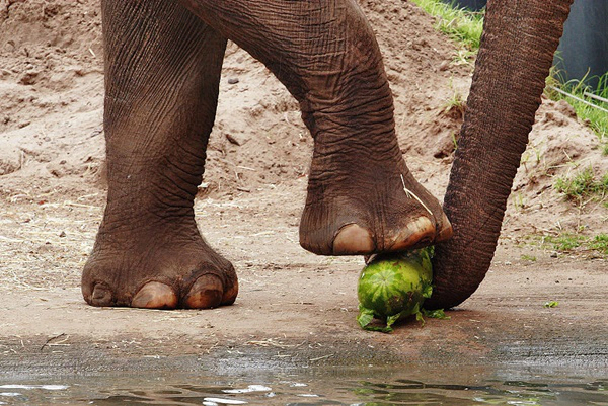elephant foot watermelon