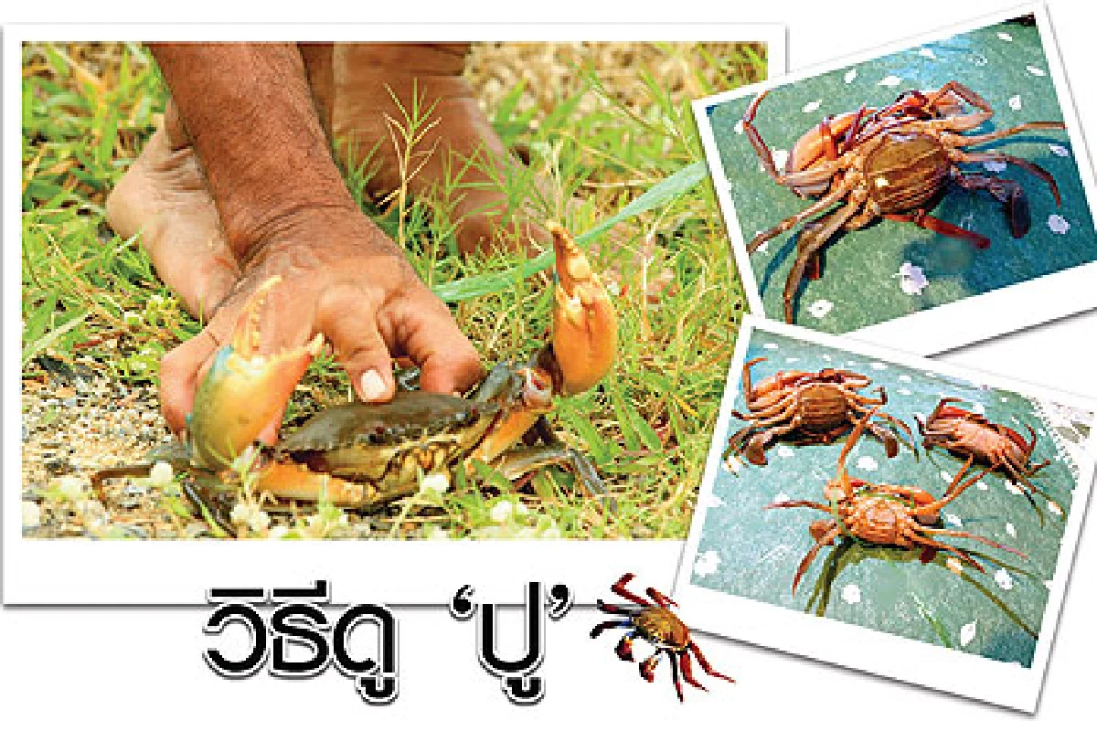 วิธีดู “ปู”