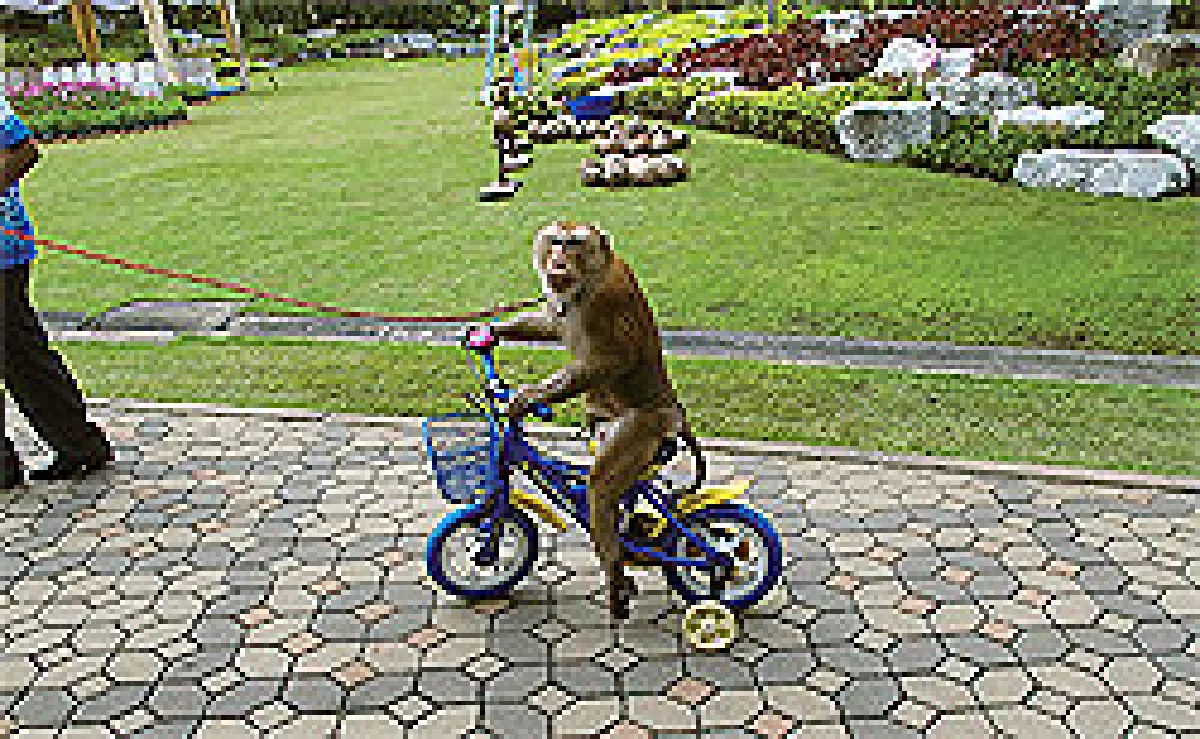 มหัศจรรย์มะพร้าวไทยเฉลิมพระเกียรติ